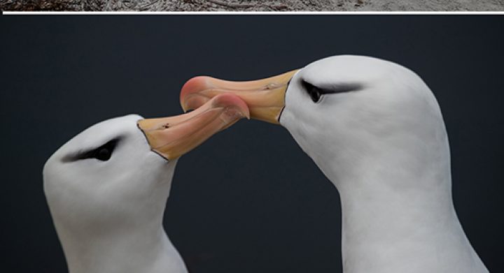 Falkland Islands promotional poster with penguins, albatross, elephant seals
