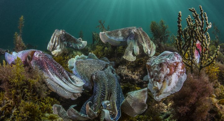 giant australian cuttlefish mating aggregation, award winning image by Scott Portelli