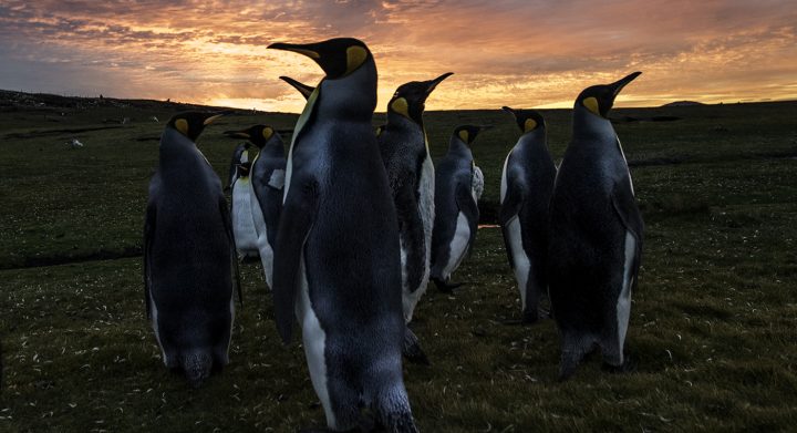 King penguins at sunset by wildlife photographer Scott Portelli