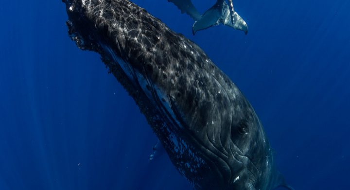humpback whale mother and calf photographed on tour with scott portelli in
