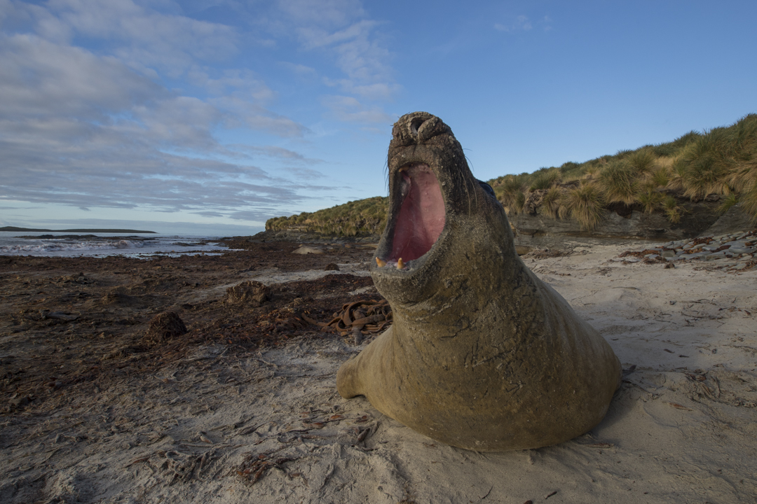 roaring elephant seal on sea lion island