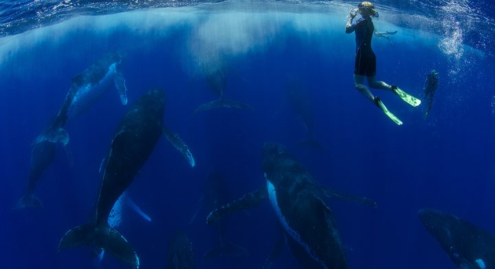 heat run humpback whales tonga