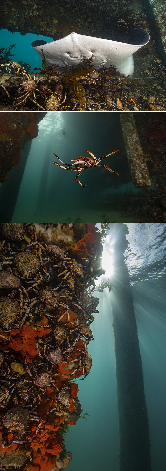 Collage-Spider-crabs