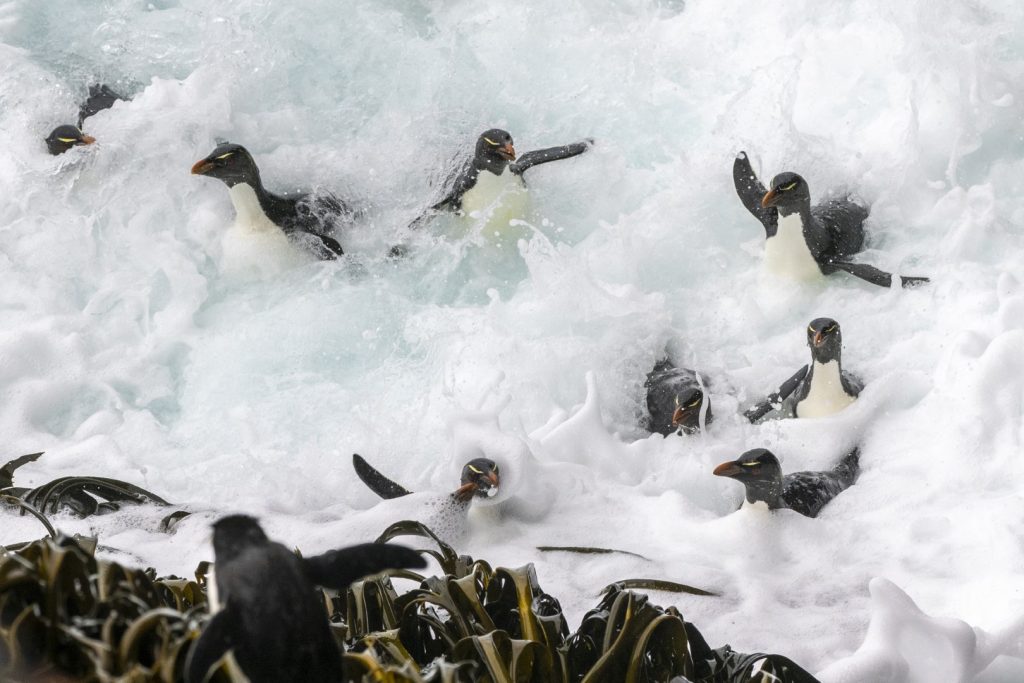 Falkland Islands Scott Portelli Penguins