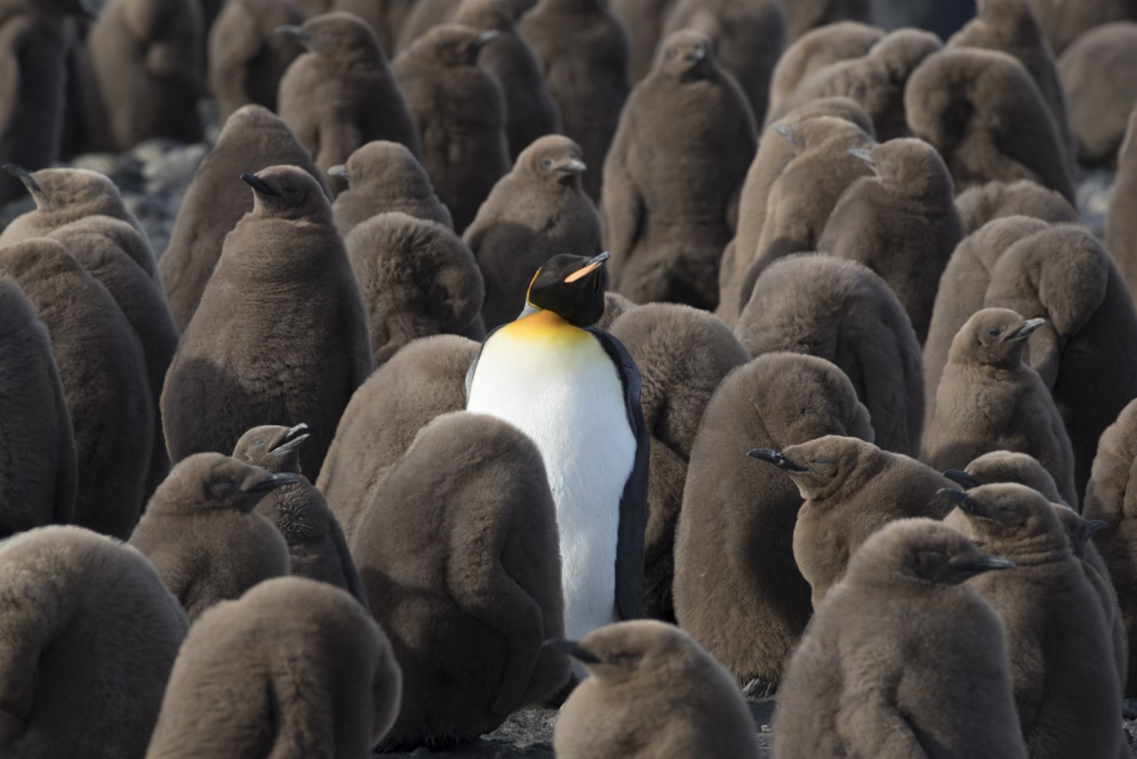 _MG_2791 (Compressed)